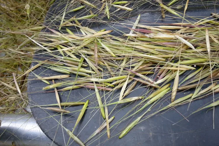 Wisconsin anticipates increase for 2026 wild rice harvest